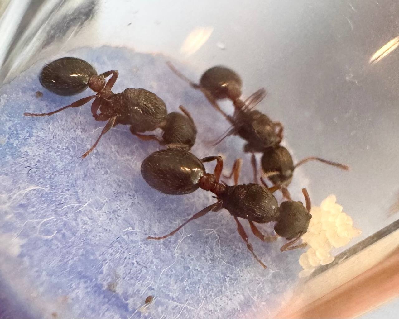 Myrmica incompleta (2 queens, brood) - Image 6