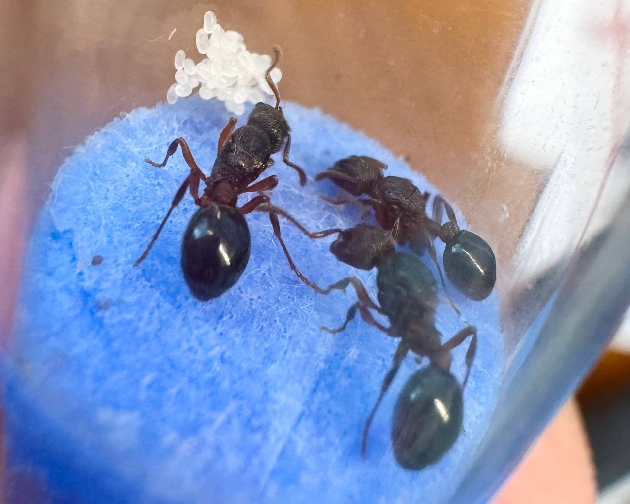 Myrmica incompleta (2 queens, brood)