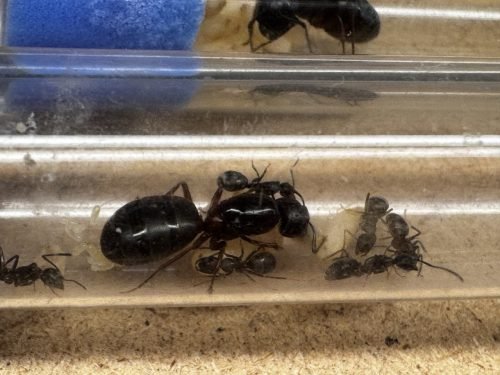 Camponotus herculeanus (1 queen 1-6 workers) - Image 8