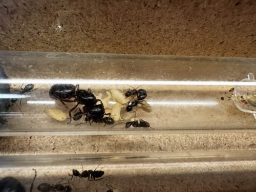 Camponotus herculeanus (1 queen 1-6 workers)
