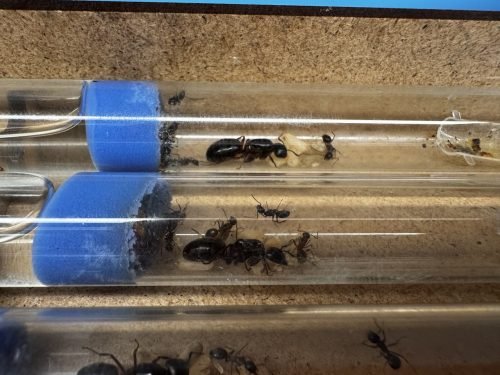 Camponotus herculeanus (1 queen 1-6 workers) - Image 2