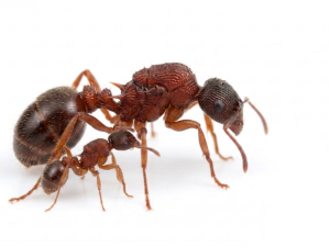 Myrmica incompleta (queen, 20-30 workers, eggs)