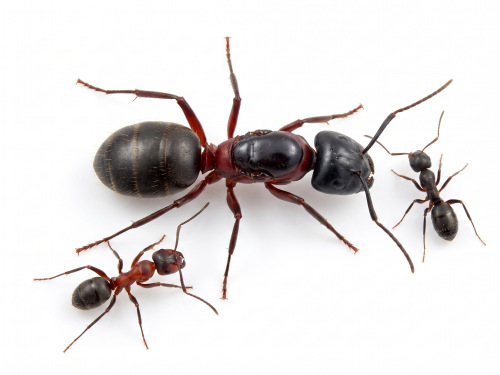 Camponotus herculeanus (queen, 0-5 workers, eggs)