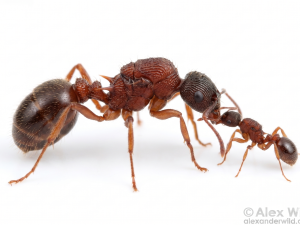 Myrmica incompleta (queen, 0-3 workers, eggs)