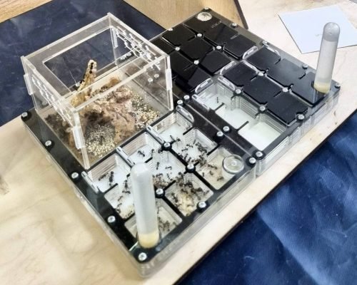 Modular Ant Farm 2XL BLACK kit - Image 6
