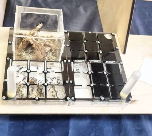 Modular Ant Farm 2XL BLACK kit - Image 11