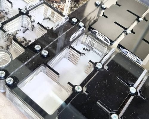 Modular Ant Farm 2XL BLACK kit - Image 4