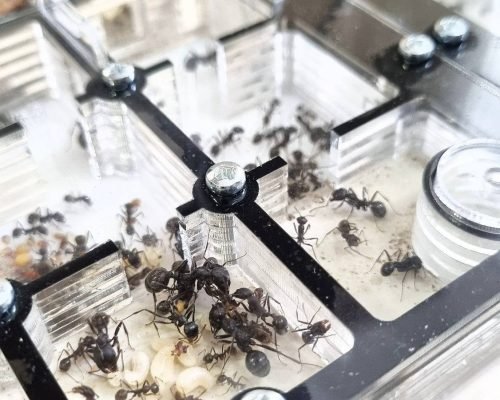 Modular Ant Farm 2XL BLACK kit - Image 12