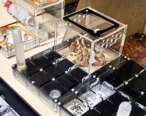 Modular Ant Farm 2XL BLACK kit - Image 9