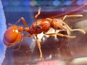 Manica hunteri (1 fresh queen)