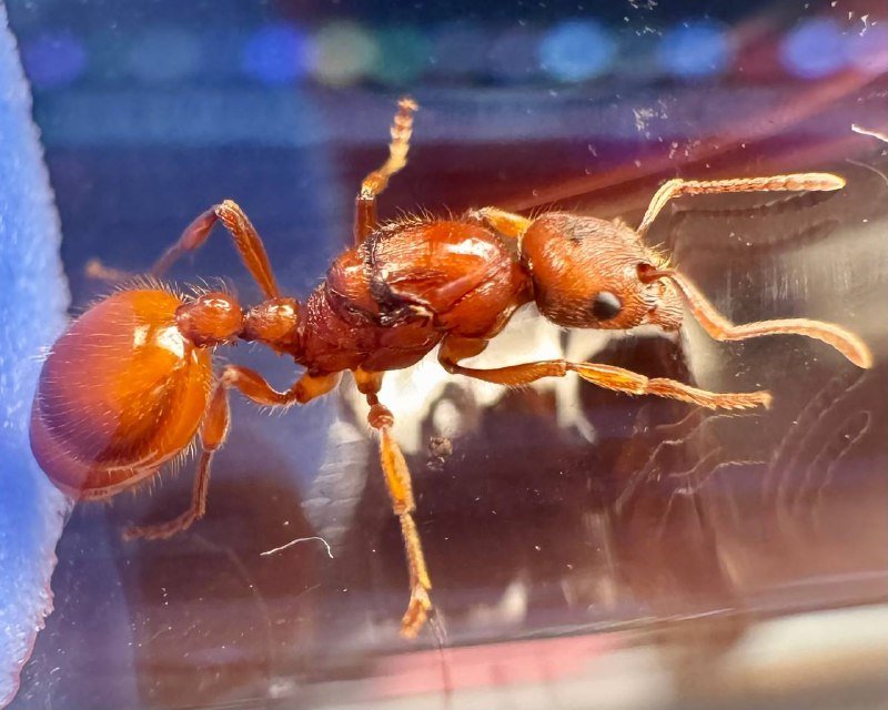 Manica hunteri (1 fresh queen)