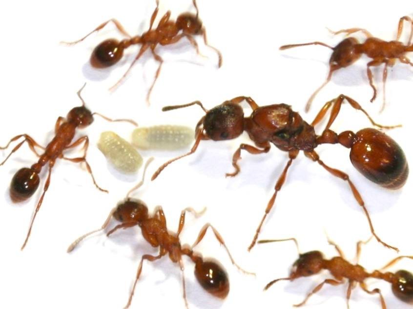 Manica hunteri (1 fresh queen) - Image 2