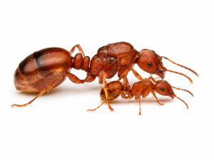 Manica hunteri (queen, eggs)