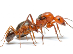 Formica integra (1 queen)