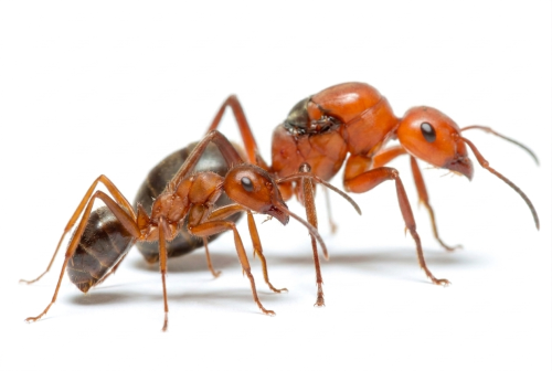 Formica integra (queen)