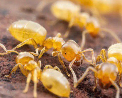 Lasius brevicornis (1 fresh queen, yellow) - Image 3
