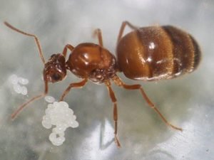 Prenolepis imparis (1 queen, 1-5 workers)