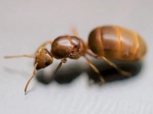Lasius brevicornis (1 fresh queen, yellow)