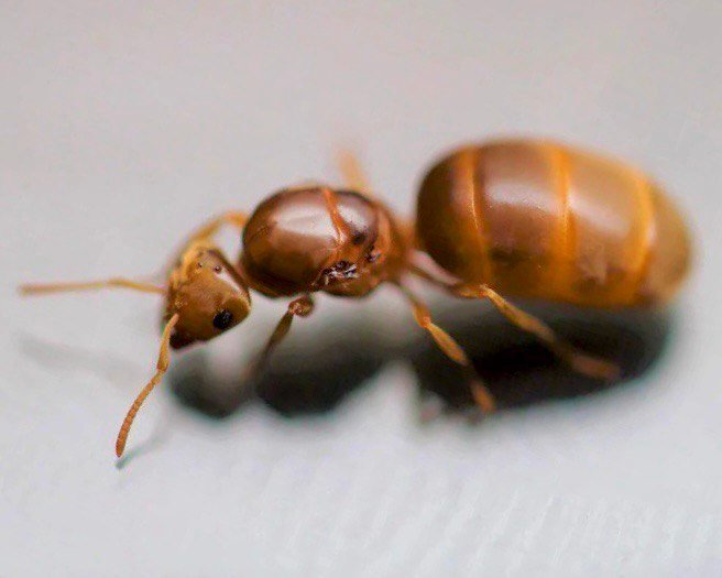 Lasius brevicornis (1 fresh queen, yellow)