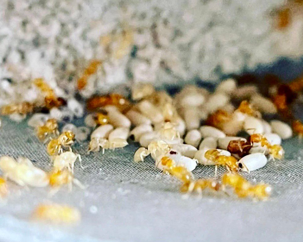 Lasius brevicornis (1 fresh queen, yellow) - Image 2