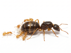Lasius brevicornis (queen, eggs)