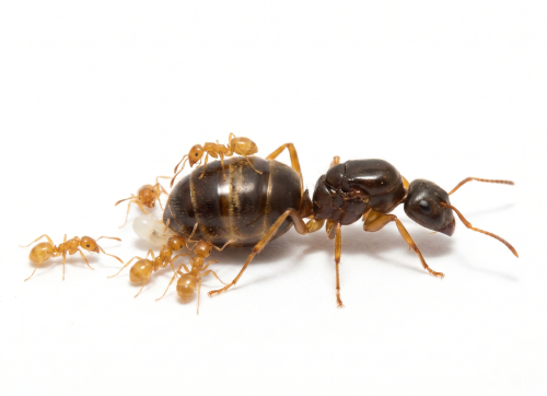 Lasius brevicornis (queen)