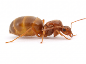 Prenolepis imparis (false honeypot) (1 queen, brood)