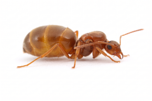 Prenolepis imparis (false honeypot) (queen 15-20 workers)