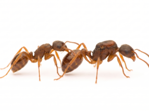 Myrmica rubra (3 queens, 0-10 workers, brood)