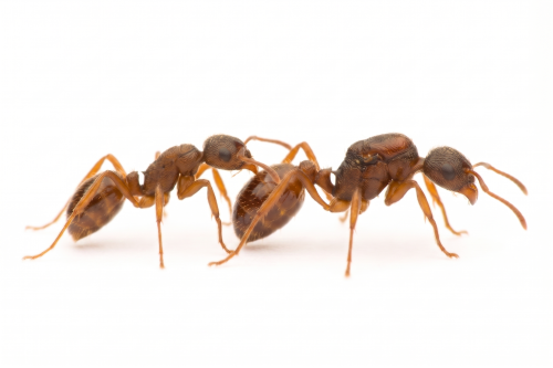 Myrmica rubra (2 queens, 10-15 workers, brood)