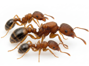 Tetramorium bicarinatum (3 queen, 10-20 workers, eggs)