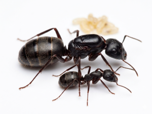 Camponotus pennsylvanicus (1 queen)