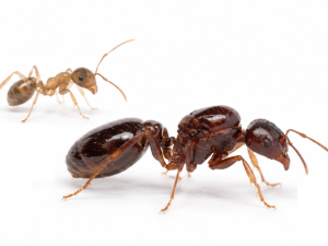 Aphaenogaster picea (queen, 10-20 workers, eggs)