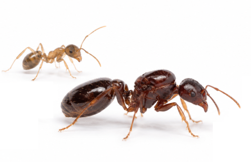 Aphaenogaster picea (queen, 10-20 workers, eggs)