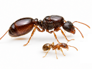 Tetramorium immigrans (2 queens, 0-5 workers, eggs)