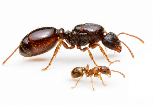 Tetramorium immigrans (2 queens, 0-5 workers, eggs)