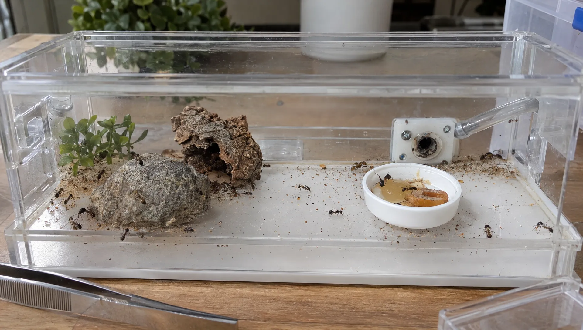 Worker ants forage around a low stone, cork feature and removable dish in an outworld with a visible nest entrance.